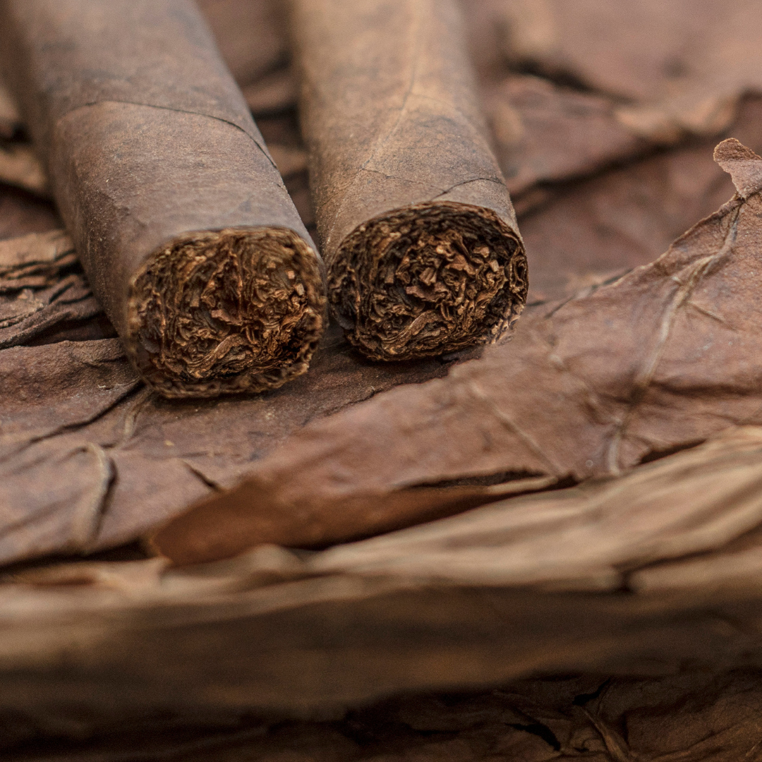 Two rolled cigars on a bed of tobacco leaves